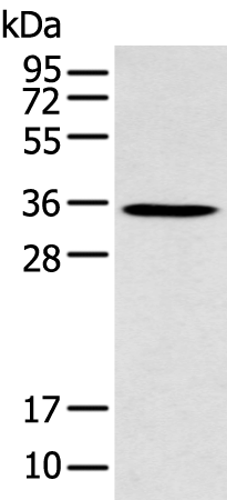 Anti-GFRA4 Rabbit Polyclonal Antibody