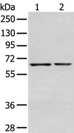 Anti-Glypican 1 Rabbit Polyclonal Antibody
