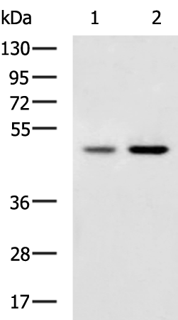 Anti-TNFRSF10A Rabbit Polyclonal Antibody
