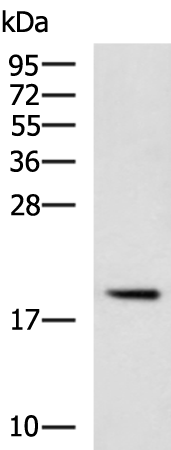 Anti-BMF Rabbit Polyclonal Antibody