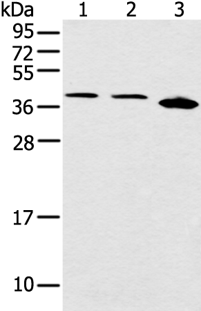 Anti-CCNG1 Rabbit Polyclonal Antibody