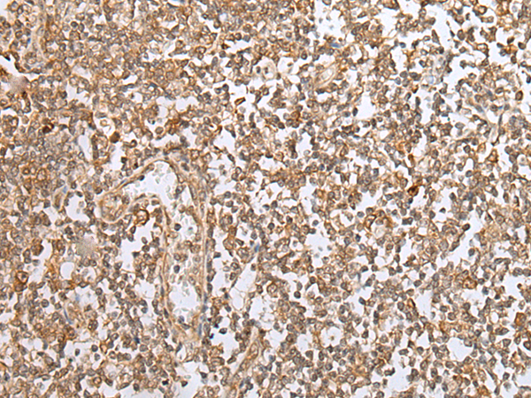 Anti-PEG3 Rabbit Polyclonal Antibody
