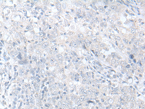 Anti-NOS1 Rabbit Polyclonal Antibody