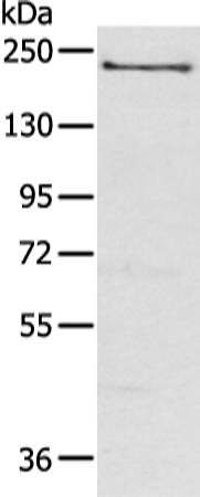 Anti-NOS1 Rabbit Polyclonal Antibody
