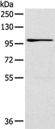 Anti-E2F8 Rabbit Polyclonal Antibody