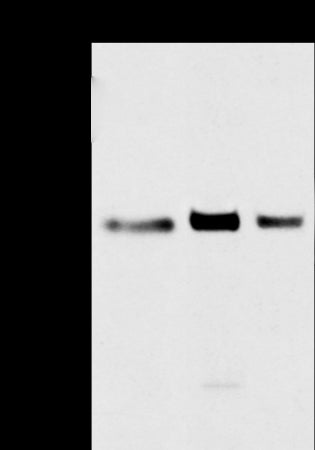 Anti-T Box Protein 3 Rabbit Polyclonal Antibody