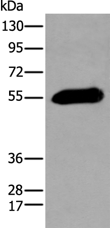 Anti-GPC4 Rabbit Polyclonal Antibody