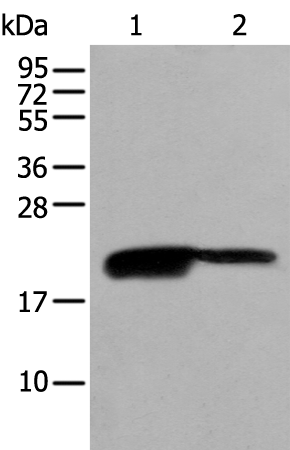 Anti-BRI3BP Rabbit Polyclonal Antibody