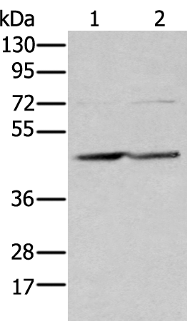 Anti-Ephrin B3 Rabbit Polyclonal Antibody