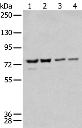 Anti-Menin Rabbit Polyclonal Antibody