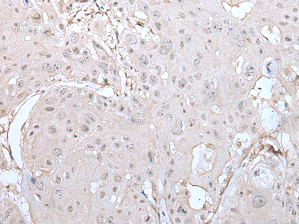 Anti-DUSP3 Rabbit Polyclonal Antibody