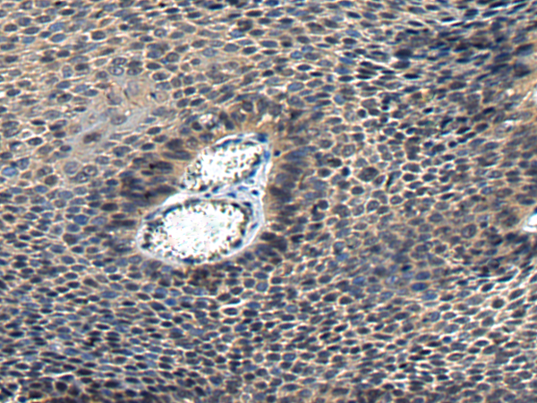 Anti-GAP43 Rabbit Polyclonal Antibody
