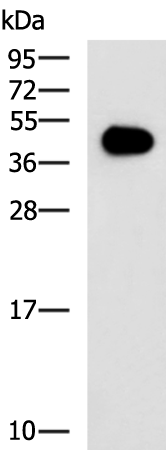 Anti-GAP43 Rabbit Polyclonal Antibody