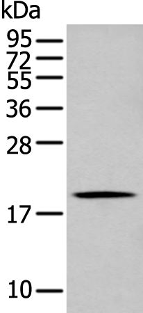 Anti-GKN1 Rabbit Polyclonal Antibody