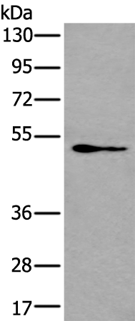 Anti-GATA3 Rabbit Polyclonal Antibody