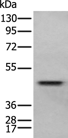 Anti-GATA2 Rabbit Polyclonal Antibody