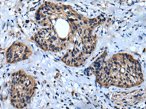 Anti-IQGAP1 Rabbit Polyclonal Antibody