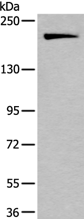 Anti-IQGAP1 Rabbit Polyclonal Antibody