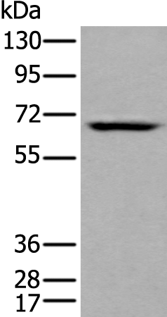 Anti-LILRB5 Rabbit Polyclonal Antibody