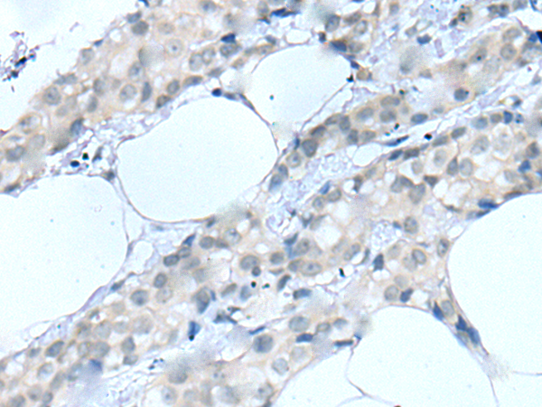 Anti-MOG Rabbit Polyclonal Antibody