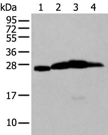 Anti-MOG Rabbit Polyclonal Antibody