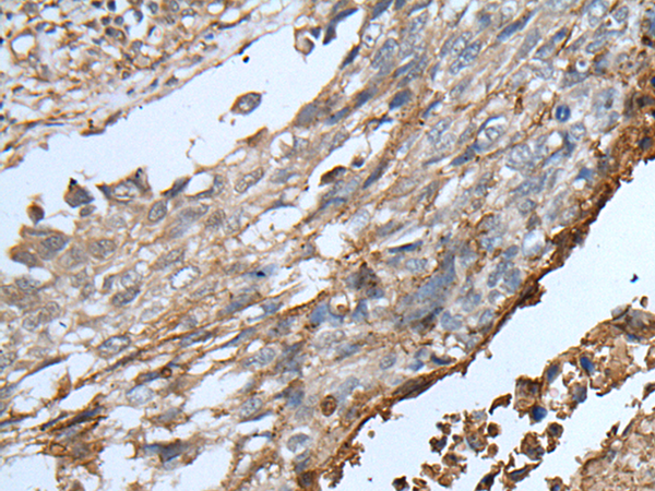 Anti-KLRK1 Rabbit Polyclonal Antibody