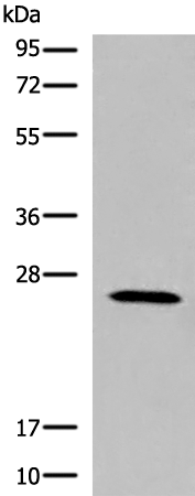 Anti-KLRK1 Rabbit Polyclonal Antibody