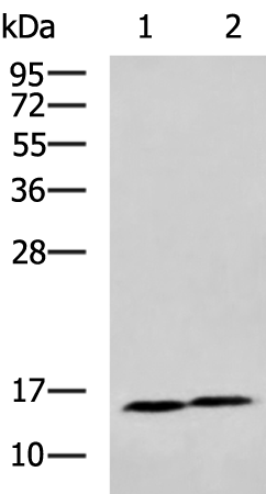 Anti-SST Rabbit Polyclonal Antibody