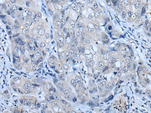 Anti-POMC Rabbit Polyclonal Antibody