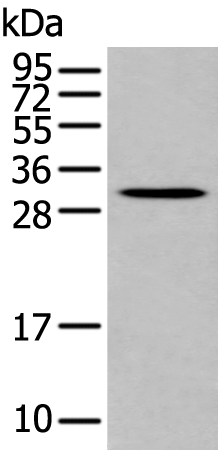 Anti-POMC Rabbit Polyclonal Antibody