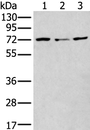 Anti-MTHFR Rabbit Polyclonal Antibody