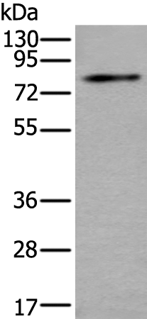 Anti-DHHC5 Rabbit Polyclonal Antibody
