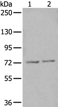 Anti-ZNF7 Rabbit Polyclonal Antibody
