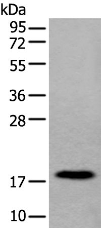 Anti-MYL12B Rabbit Polyclonal Antibody