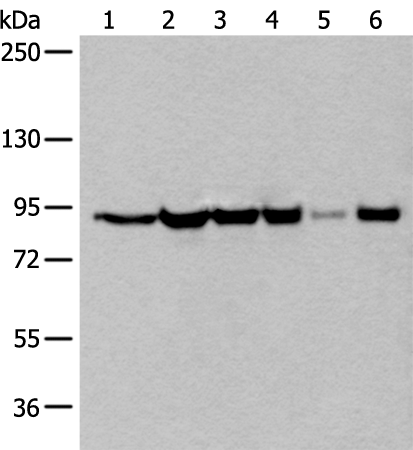 Anti-XAB2 Rabbit Polyclonal Antibody