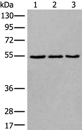 Anti-WDSUB1 Rabbit Polyclonal Antibody