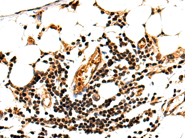 Anti-SUN5 Rabbit Polyclonal Antibody