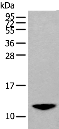 Anti-BAGE2 Rabbit Polyclonal Antibody