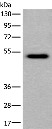 Anti-CELF5 Rabbit Polyclonal Antibody