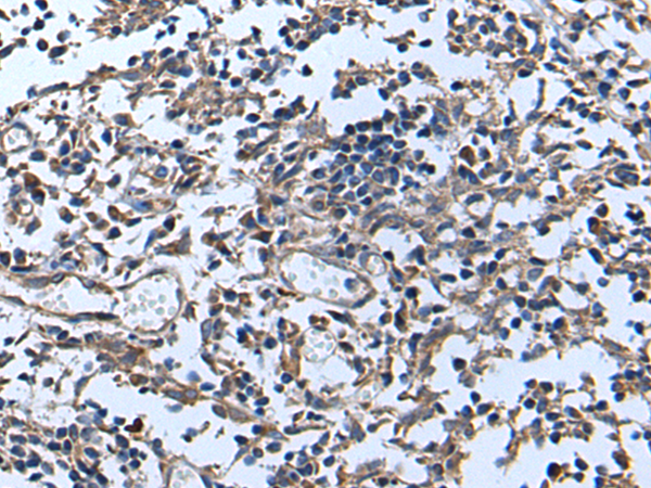 Anti-ApoD Rabbit Polyclonal Antibody