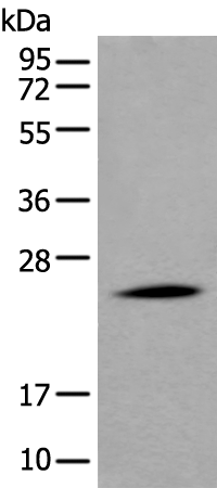 Anti-ApoD Rabbit Polyclonal Antibody