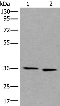 Anti-CDC123 Rabbit Polyclonal Antibody