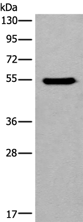Anti-Cytochrome P450 11B2 Rabbit Polyclonal Antibody