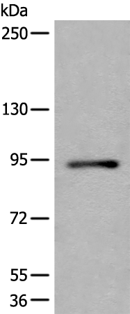 Anti-CHAMP1 Rabbit Polyclonal Antibody