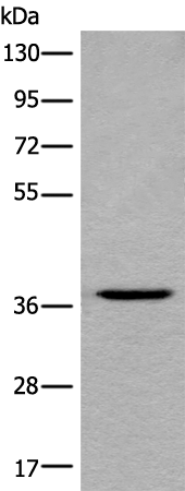 Anti-LDAH Rabbit Polyclonal Antibody