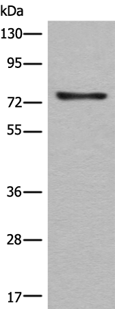 Anti-Calpain 14 Rabbit Polyclonal Antibody