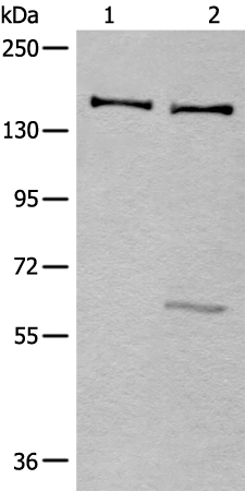 Anti-CEBPZ Rabbit Polyclonal Antibody