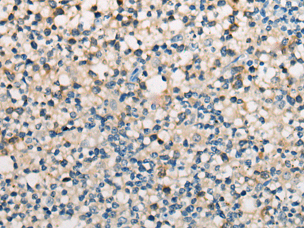 Anti-CD28 Rabbit Polyclonal Antibody