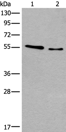 Anti-CDKL2 Rabbit Polyclonal Antibody