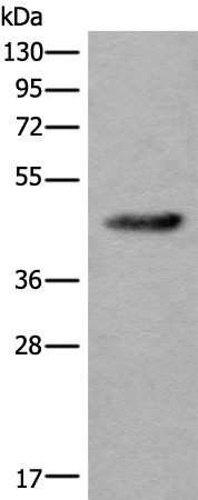 Anti-CDKL4 Rabbit Polyclonal Antibody